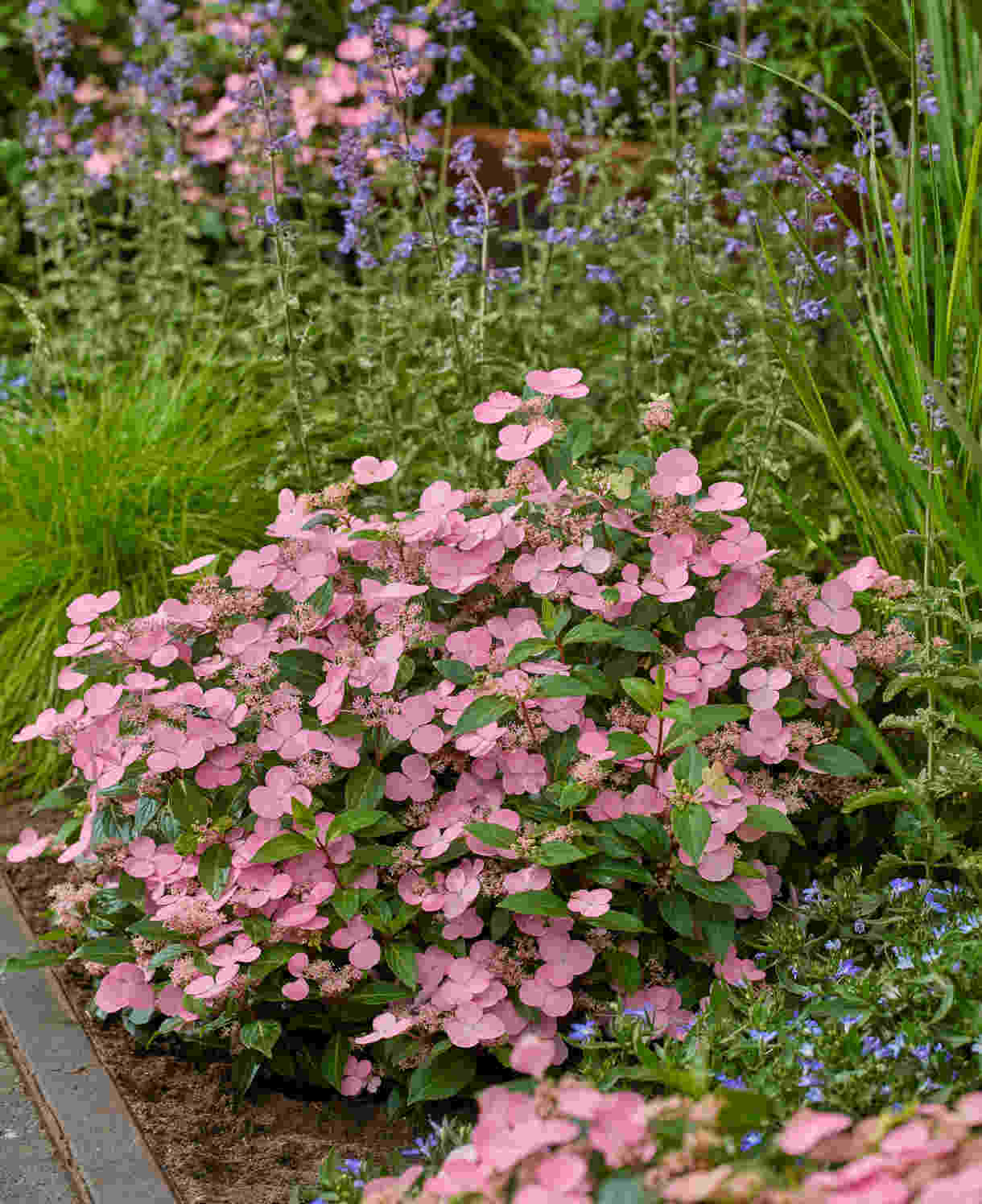 Hydrangea Scandens First Love - 12cm pots | Set-of-1 | Pink