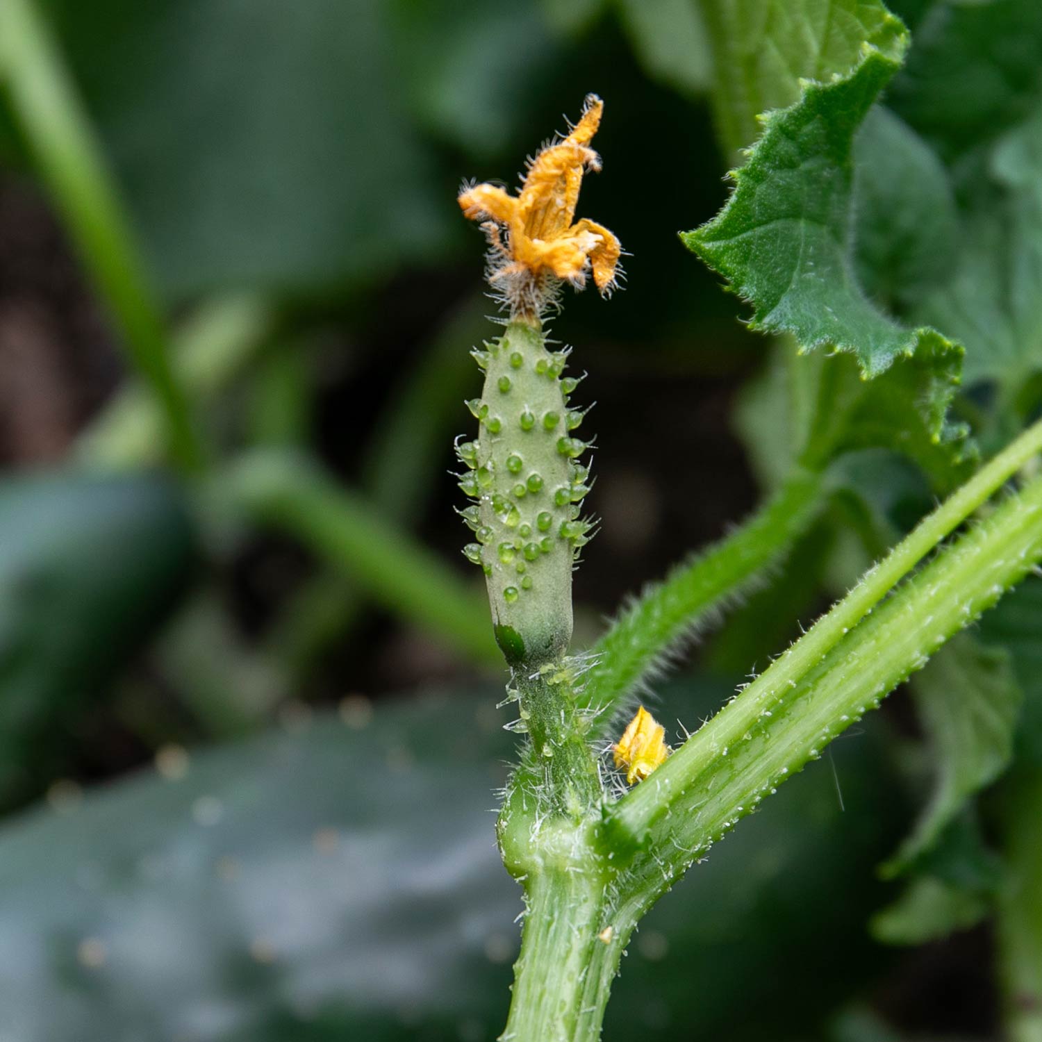 Cucumber 'marketmore' Rhs Award-winning Variety | 6 x Jumbo Plugs | Green