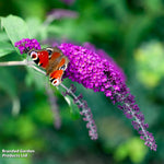 Thompson & Morgan Buddleja Davidii Royal Red 9cm Potted Plant X 1