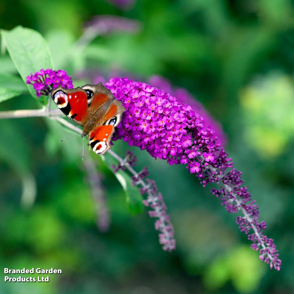 Thompson & Morgan Buddleja Davidii Royal Red 9cm Potted Plant X 1