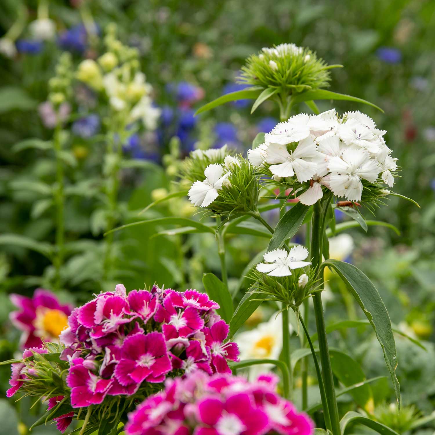 Sweet William 'early Summer Scented' Seeds | 400 Seeds