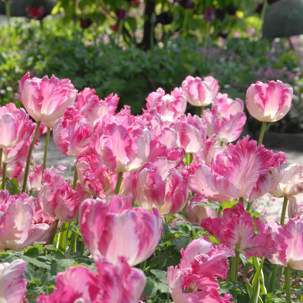 Tulip Bulbs Silver Parrot - Pink Parrot Tulip | Set of 10 | Pink