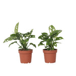 Mini Swiss Cheese Plant - 2 Pcs. - Monstera 'monkey Mask' - H25-30cm - ⌀12cm | Set of 2 | Green