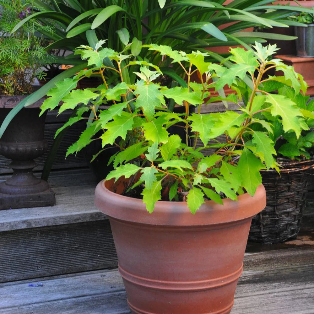 Hydrangea Quercifolia Ice Crystal 9cm Potted Plant | Set of 3