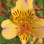 Exclusive Summer Sizzling Alstroemeria Collection - 3 x 9cm pots