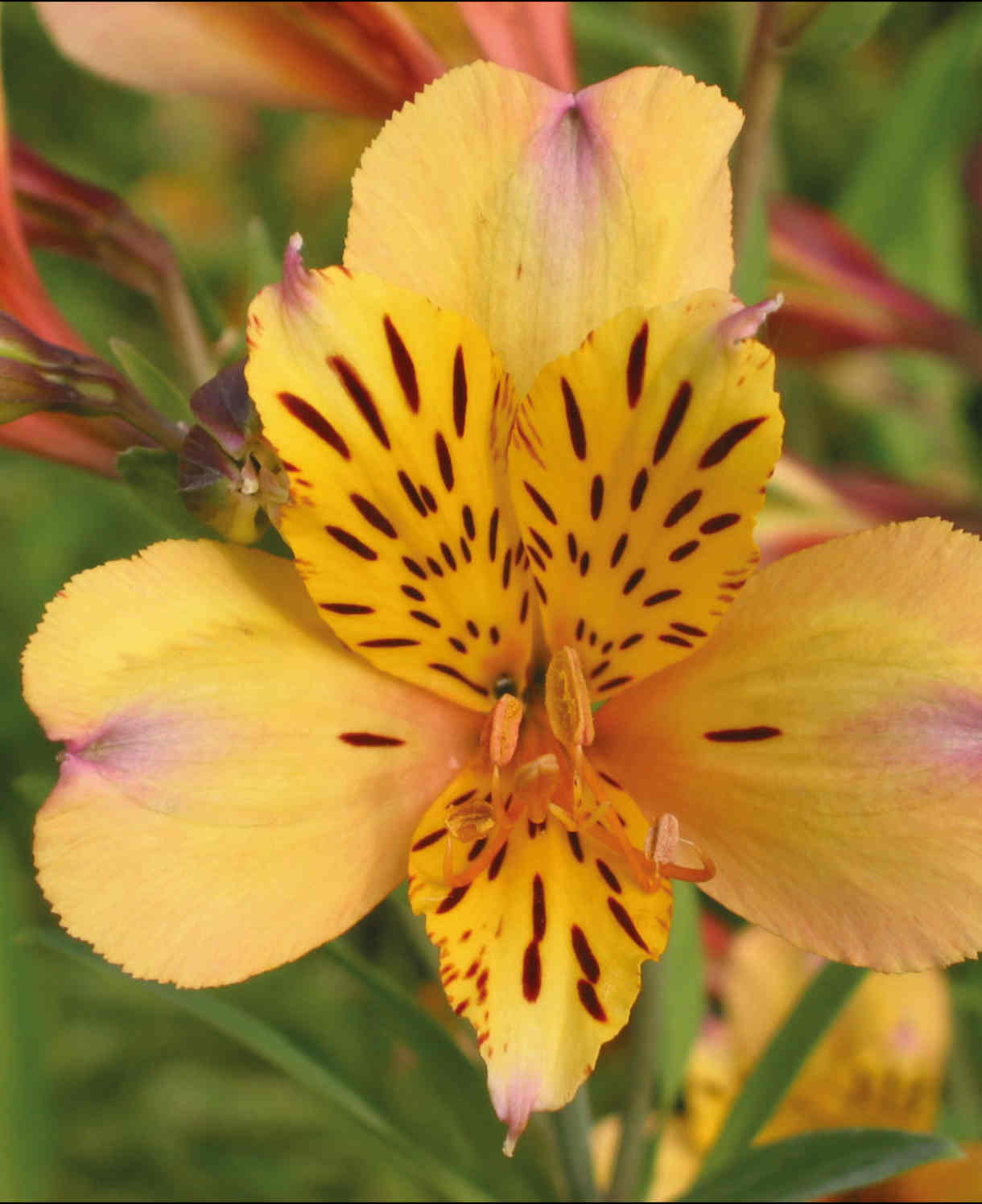 Exclusive Summer Sizzling Alstroemeria Collection - 3 x 9cm pots