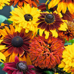 Summer Bedding Collection 24 Plugs