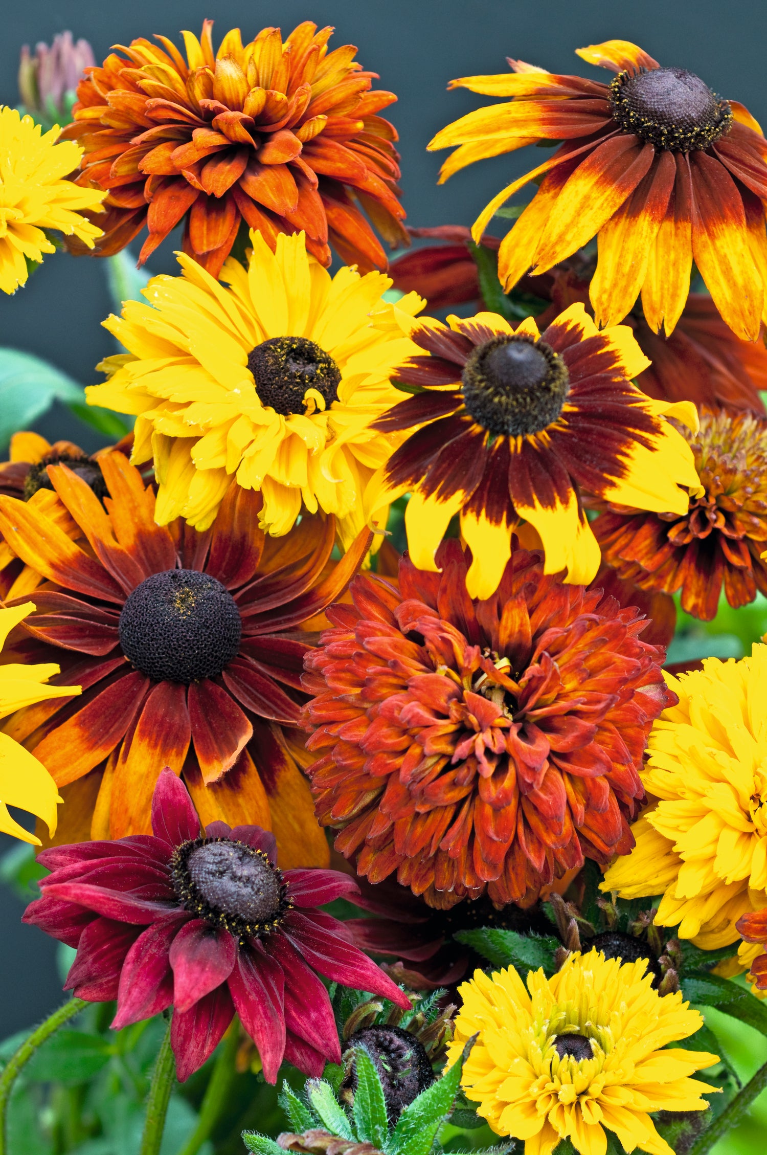 Summer Bedding Collection 24 Plugs