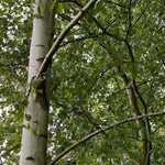 Betula Pendula Silver Birch Trees 5-6ft Tall Pack Of 5