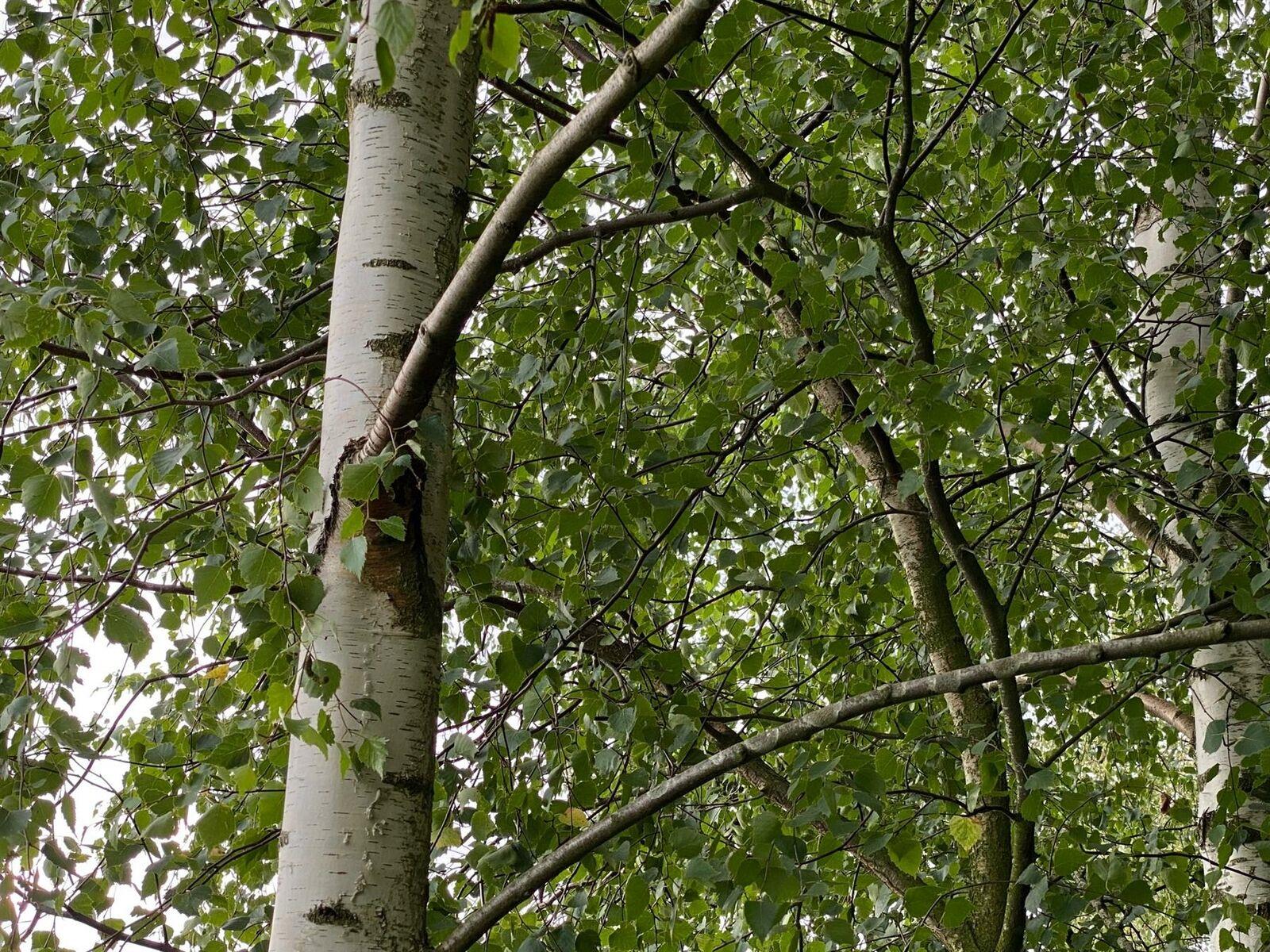 Betula Pendula Silver Birch Trees 5-6ft Tall Pack Of 5