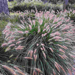 Pennisetum Hameln - 3 x 9cm Pots | 3 x 9cm | Silver