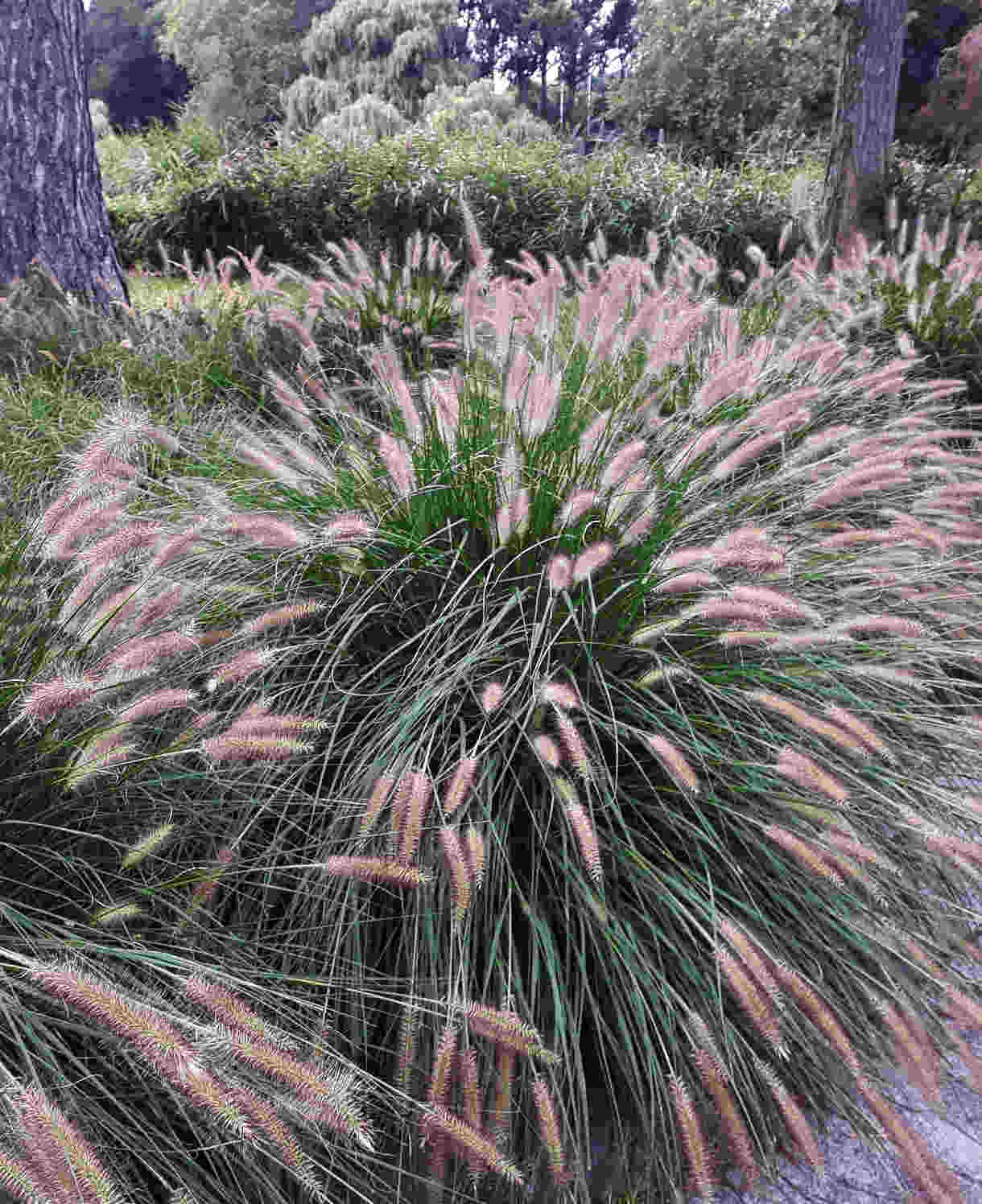 Pennisetum Hameln - 3 x 9cm Pots | 3 x 9cm | Silver