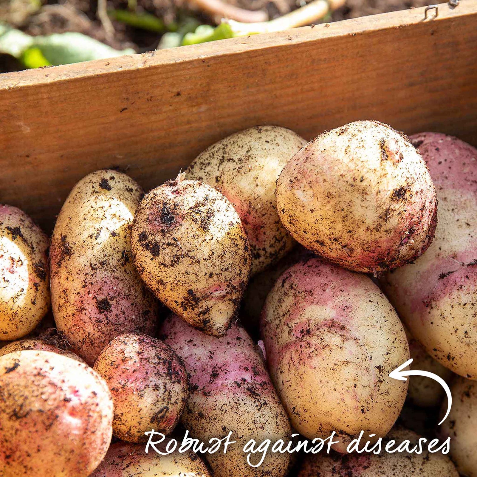 Seed Potato Collection – Disease-resistant Maincrop | 3kg