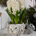 Illuminated White Basket Hyacinths - Christmas Gift | White