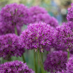 Allium 'purple Sensation' Rhs Agm Pollinator-friendly | 10 x Bulbs | Violet