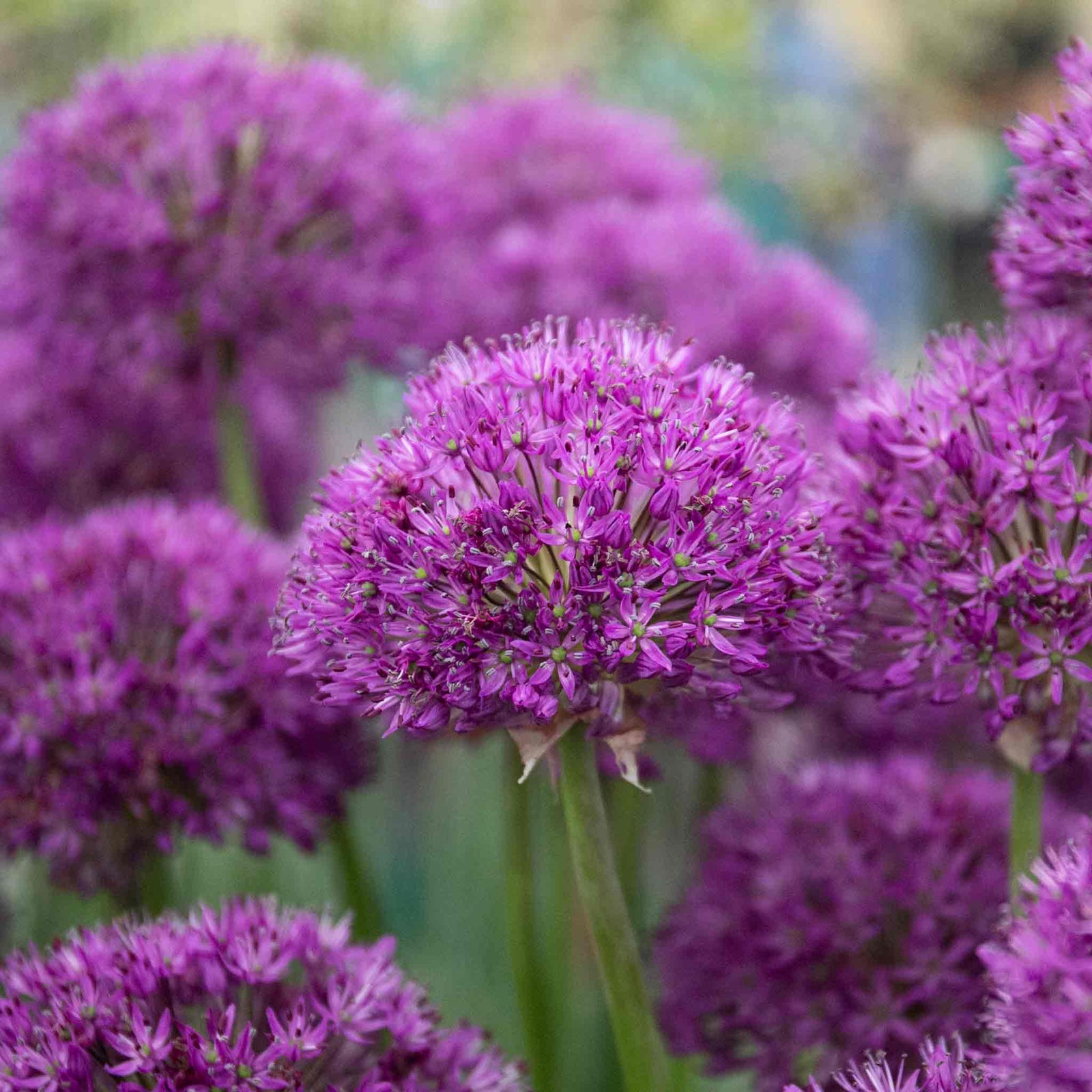 Allium 'purple Sensation' Rhs Agm Pollinator-friendly | 10 x Bulbs | Violet