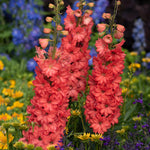 Delphinium Red Lark 9cm Pot | Set of 2 | Salmon Pink