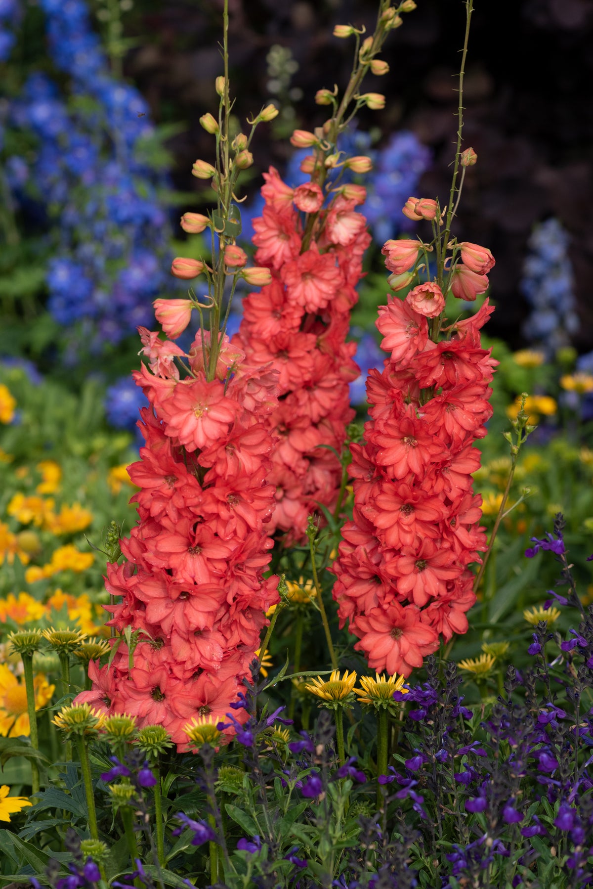 Delphinium Red Lark 9cm Pot | Set of 2 | Salmon Pink