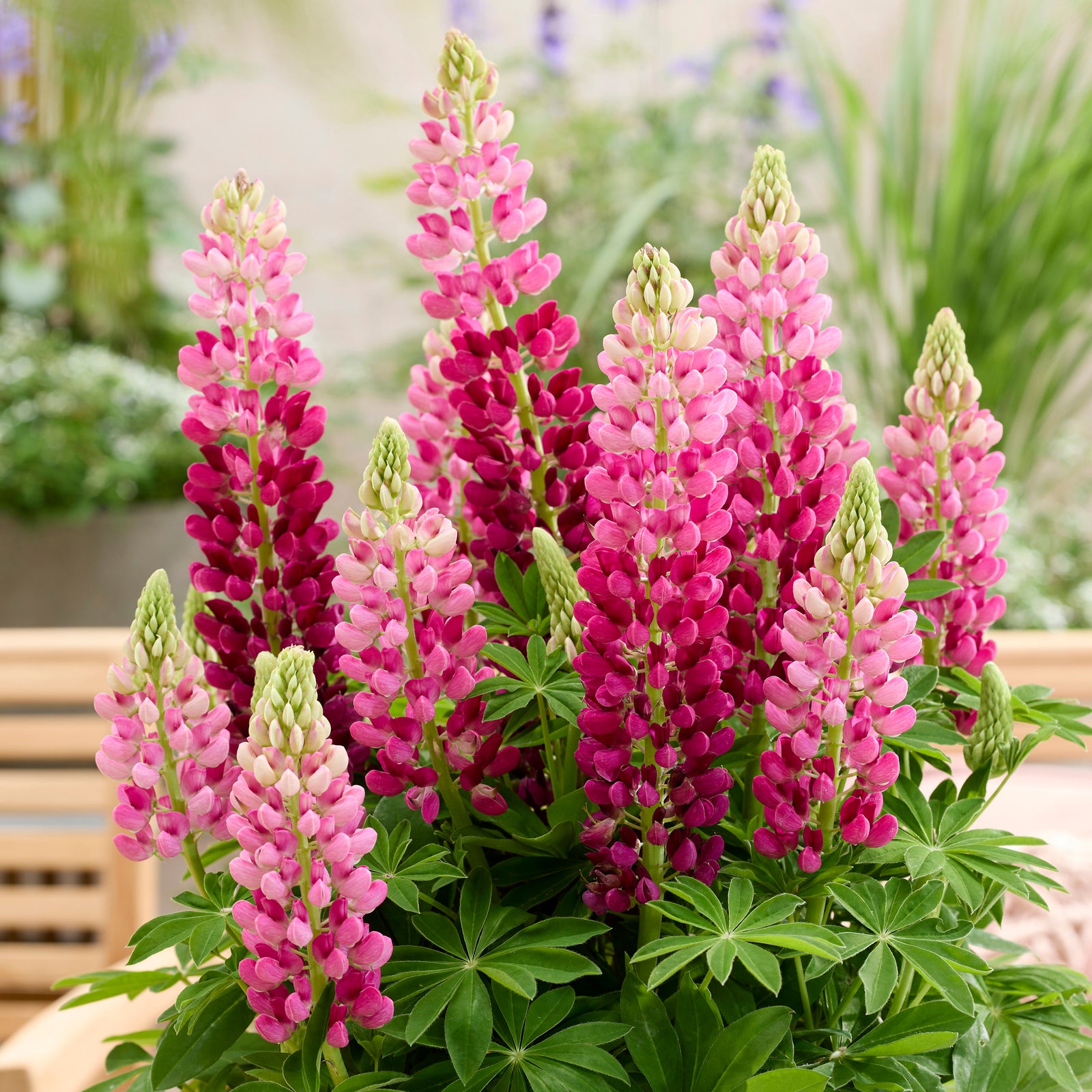 Lupinus Lupinova Collection - 9cm pots | 3 x 9cm | Multi