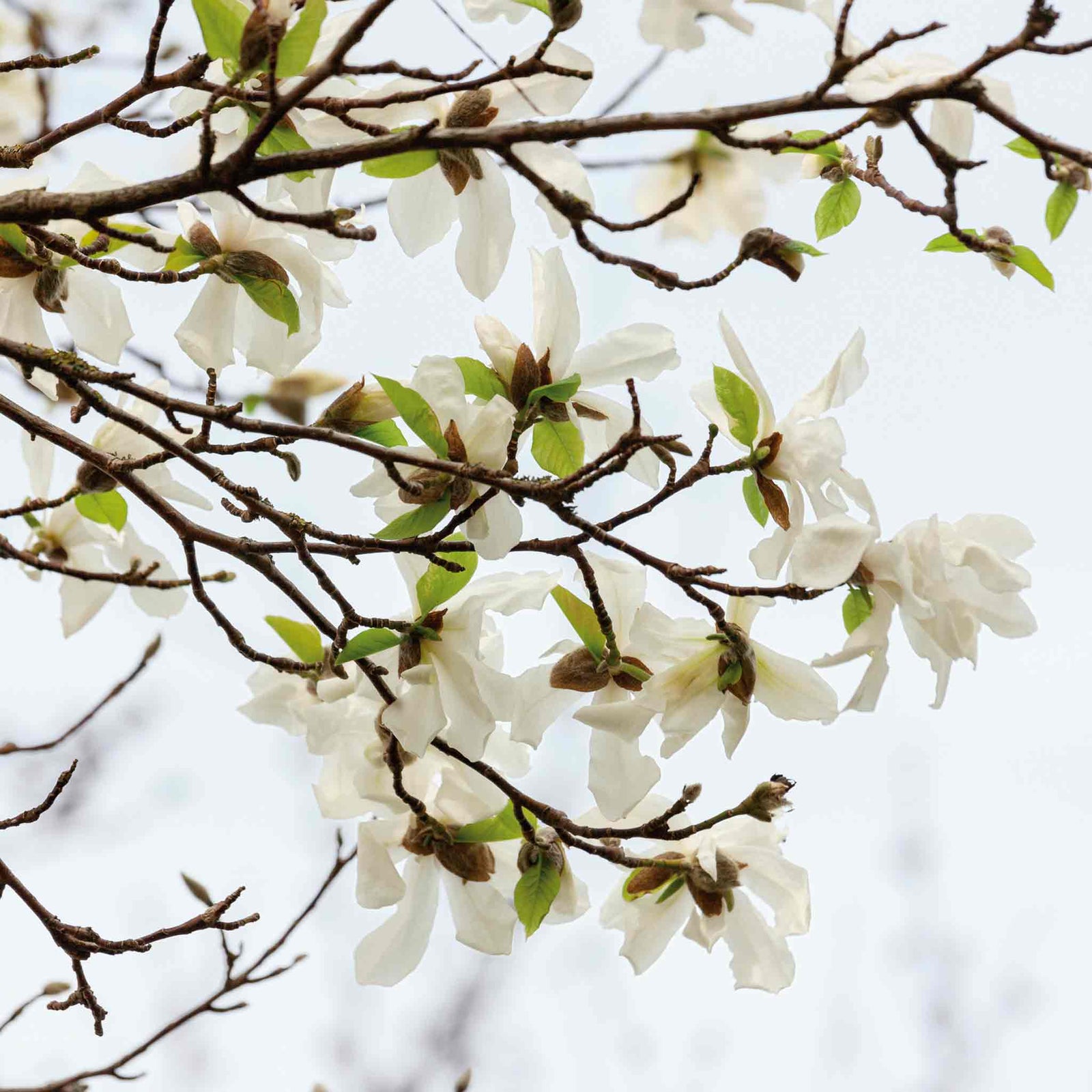 Magnolia 'stallata' (star Magnolia) Compact Spring-flowering Shrub Plant | 1 x 9cm | White