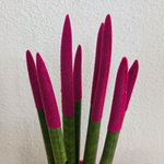 Snake Plant Velvet Touch - Sansevieria Cylindrica - Height 20-40cm - ⌀9cm | Pink
