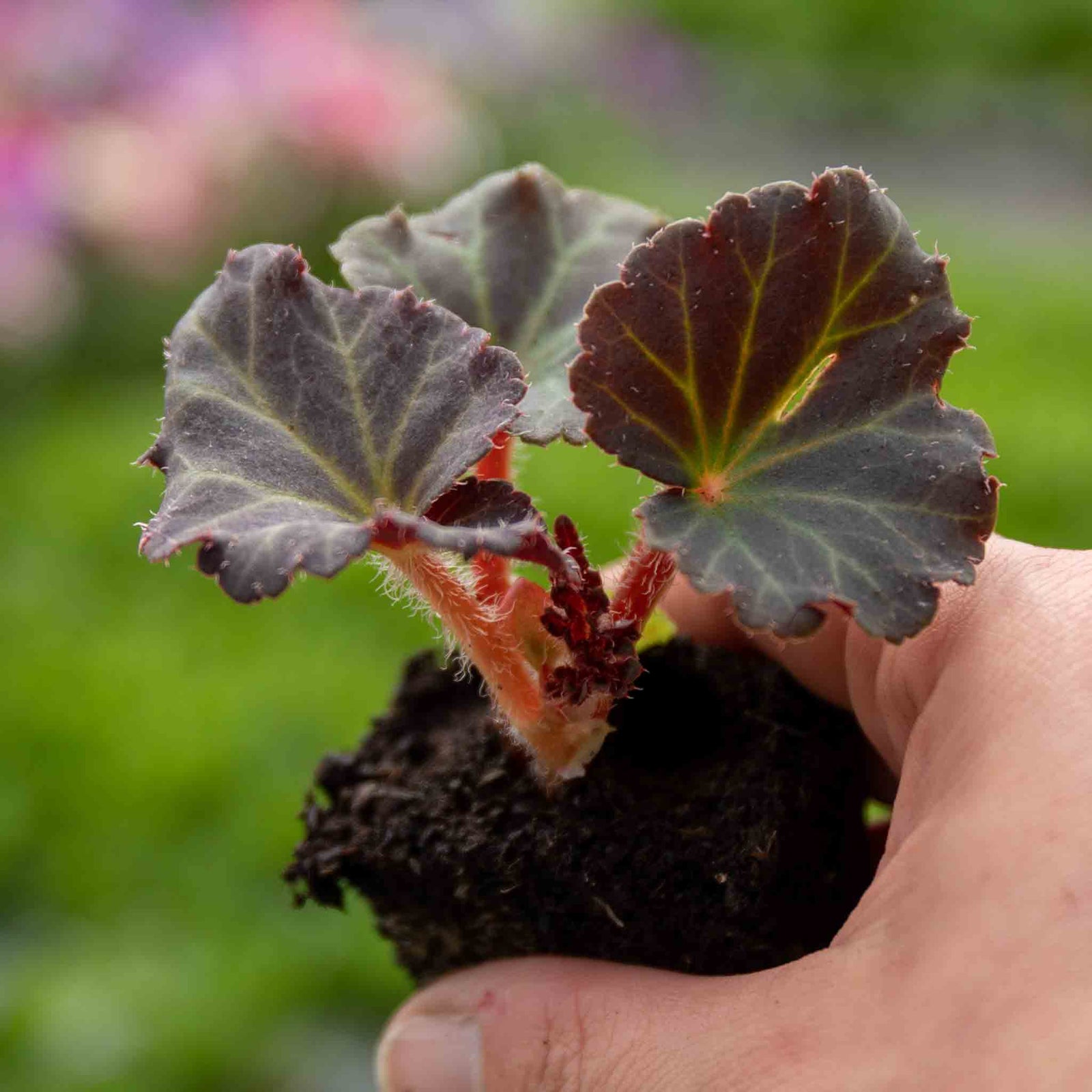 Begonia 'megawatt Red Bronze Leaf' | 12 x Plug Plants | Red