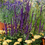 Salvia 'caradonna Compact' Plant | Set-of-1