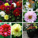 Dahlia Figaro Mixed Colour Bedding Plants Garden Ready Plants | 12 x Garden Ready Plants