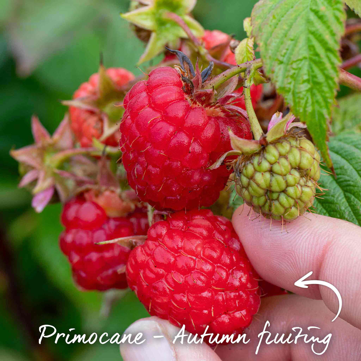 Primocane Raspberry Collection — Rhs Award Winners (6 Canes) | Set of 6