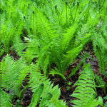 Hayloft Dryopteris Filix-mas - 3 x 2 litre pots