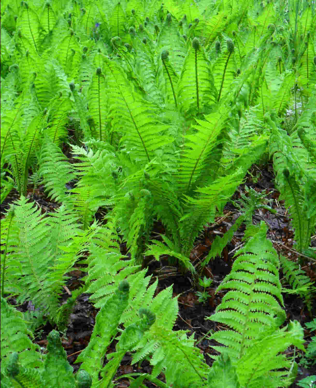 Hayloft Dryopteris Filix-mas - 3 x 2 litre pots