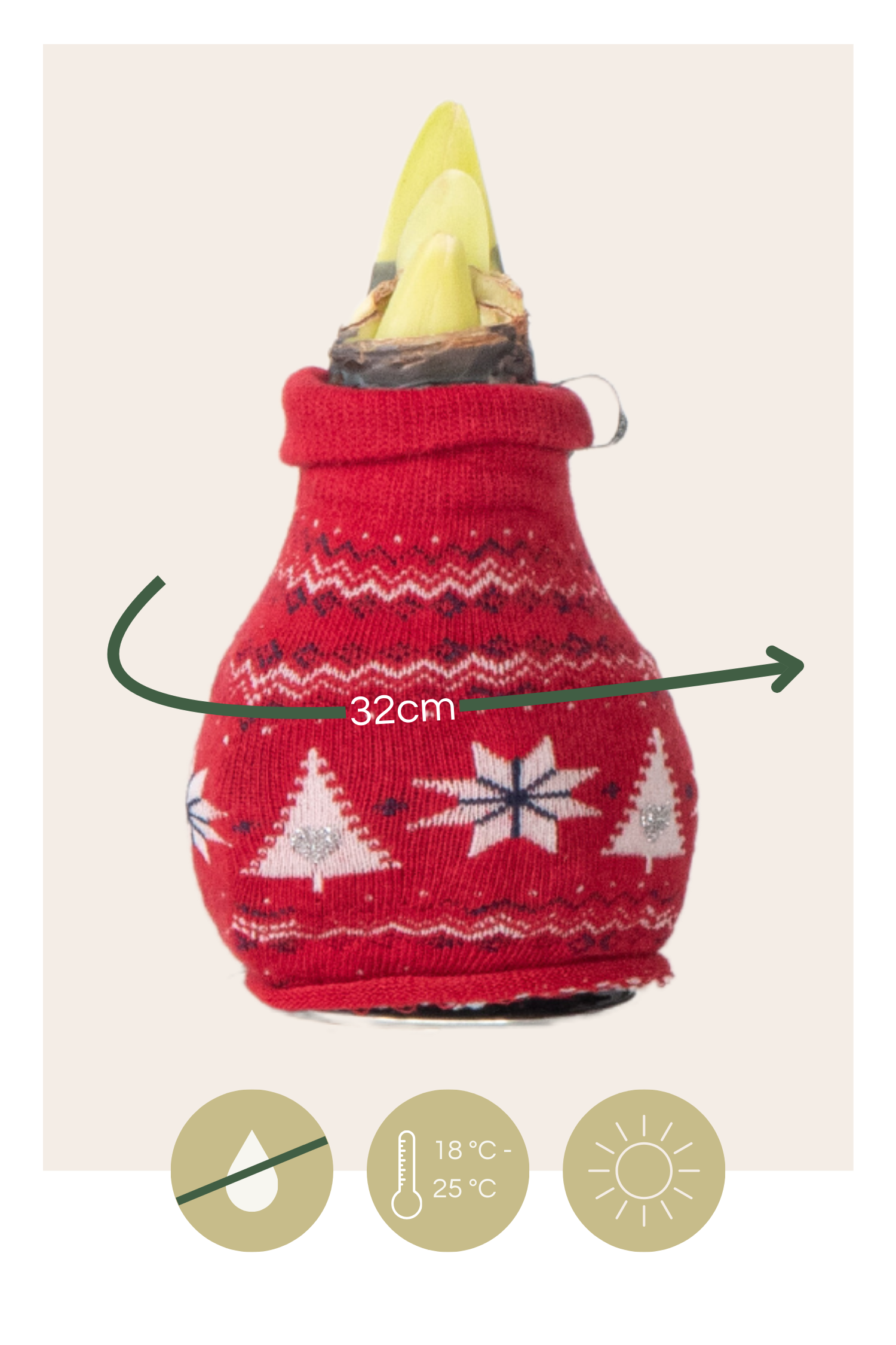 Amaryllis - 3 Pcs. - Hippeastrum 'christmas Sweater' - Flower Bulb - Red