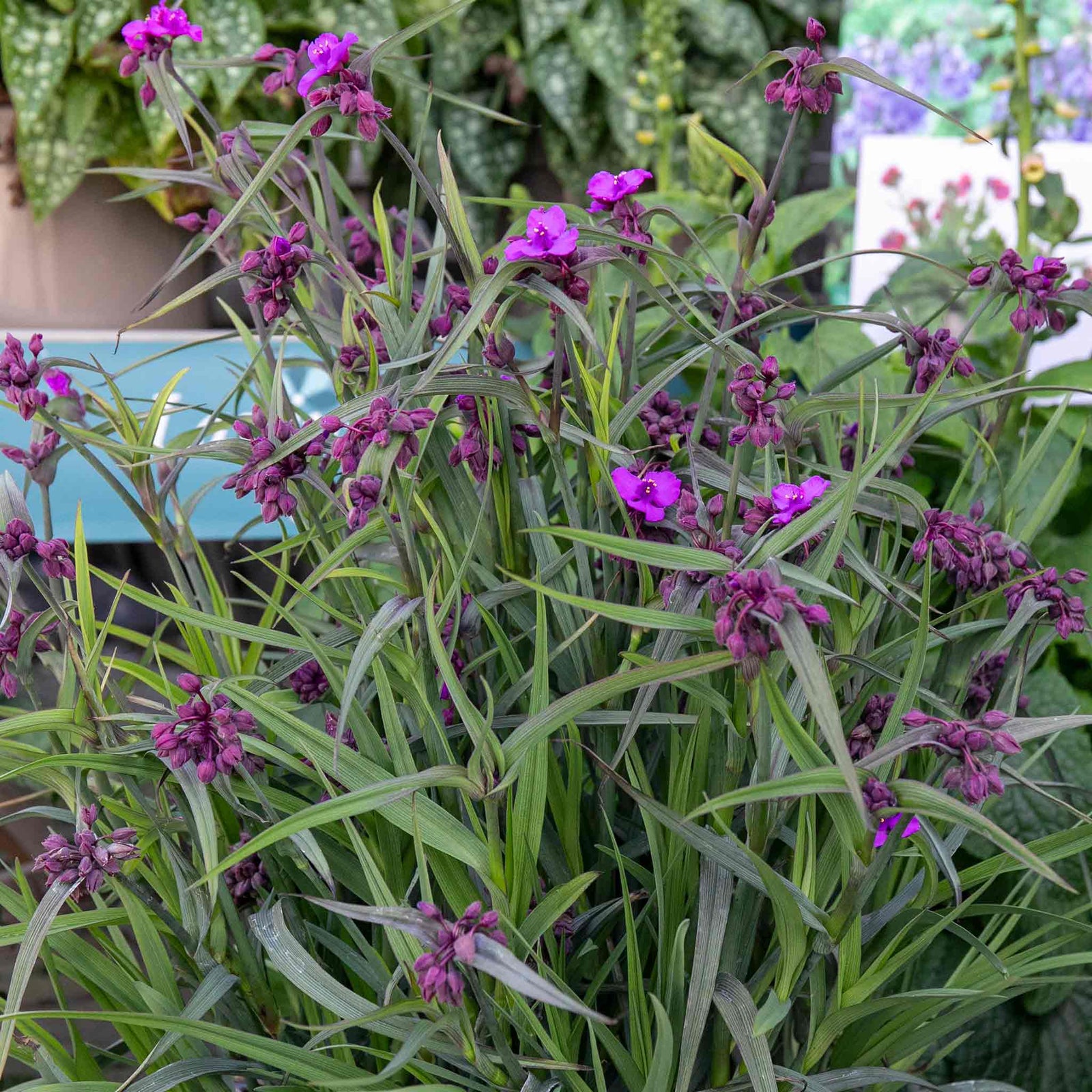 Tradescantia 'js Brainstorm' 2l Plant | Single | Purple