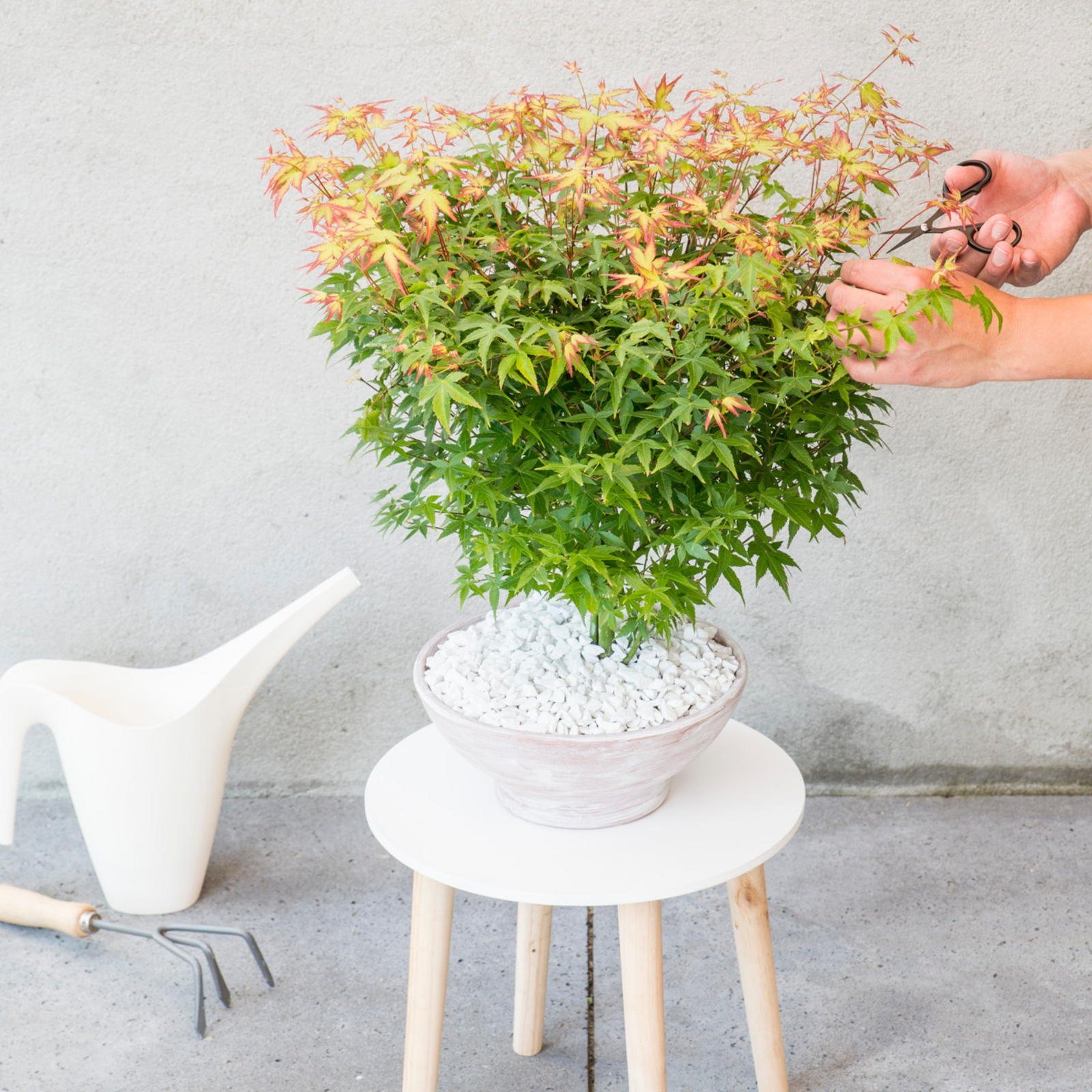 Japanese Maple - Acer Palmatum 'Little Princess' - Height 45-55cm - ⌀19cm | Set-of-2 | Green