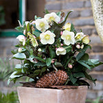 Helleborus 'snow Dance' Hellebore 50cm | 3 x Jumbo Plugs | Multi