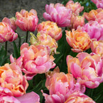 Tulip Pink Star, Peony-flowered | 10 x Bulbs | Pink