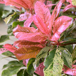 Photinia 'pink Crispy' Half-standard Evergreen | 1 x 9cm | Multi