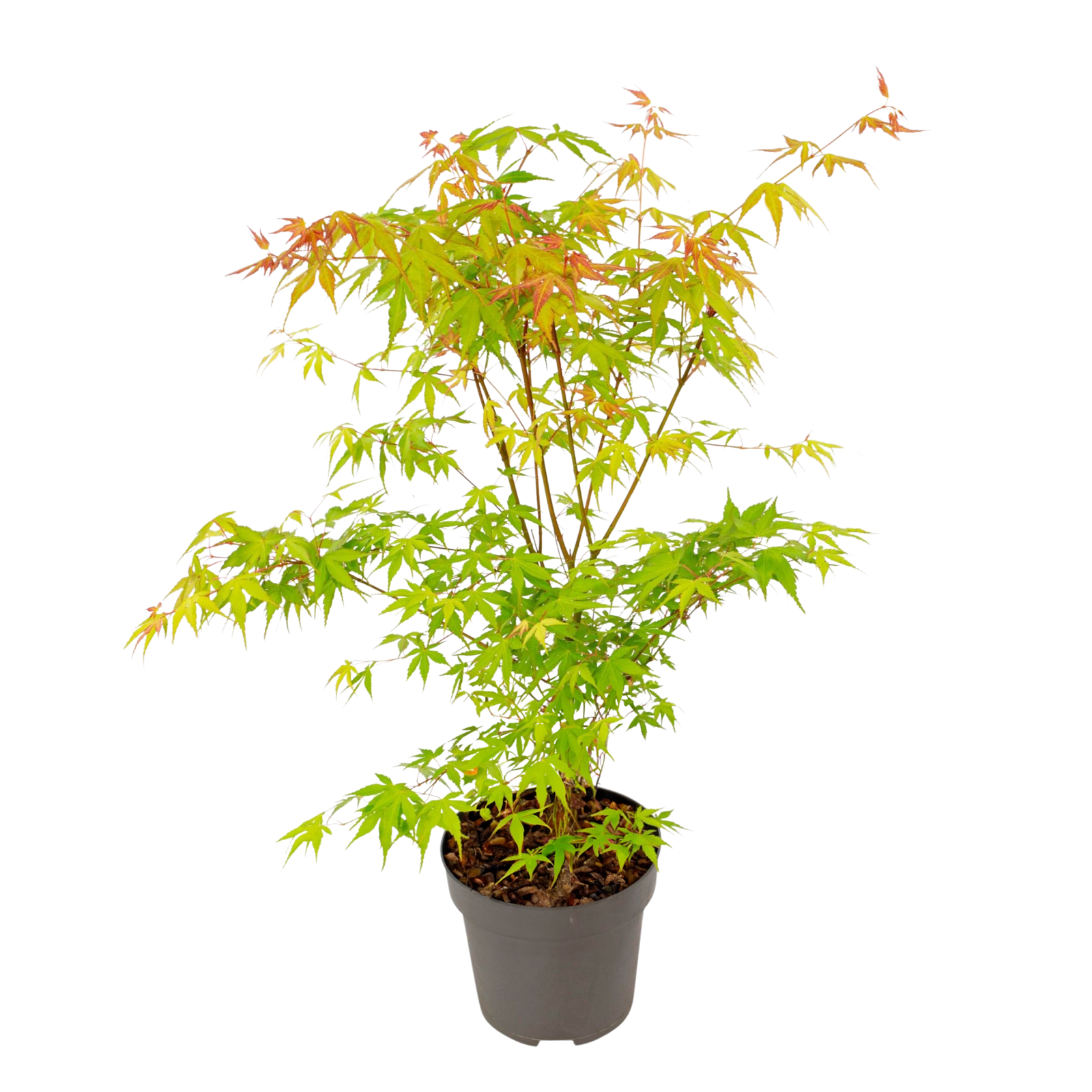 Japanese Maple - Acer Palmatum 'Katsura' - Height 60-70cm - ⌀19cm | Set of 1 | Orange