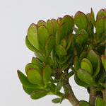 Jade Plant - Crassula Ovata 'minor' - Height 45-50cm - ⌀23cm | Set of 1 | Green