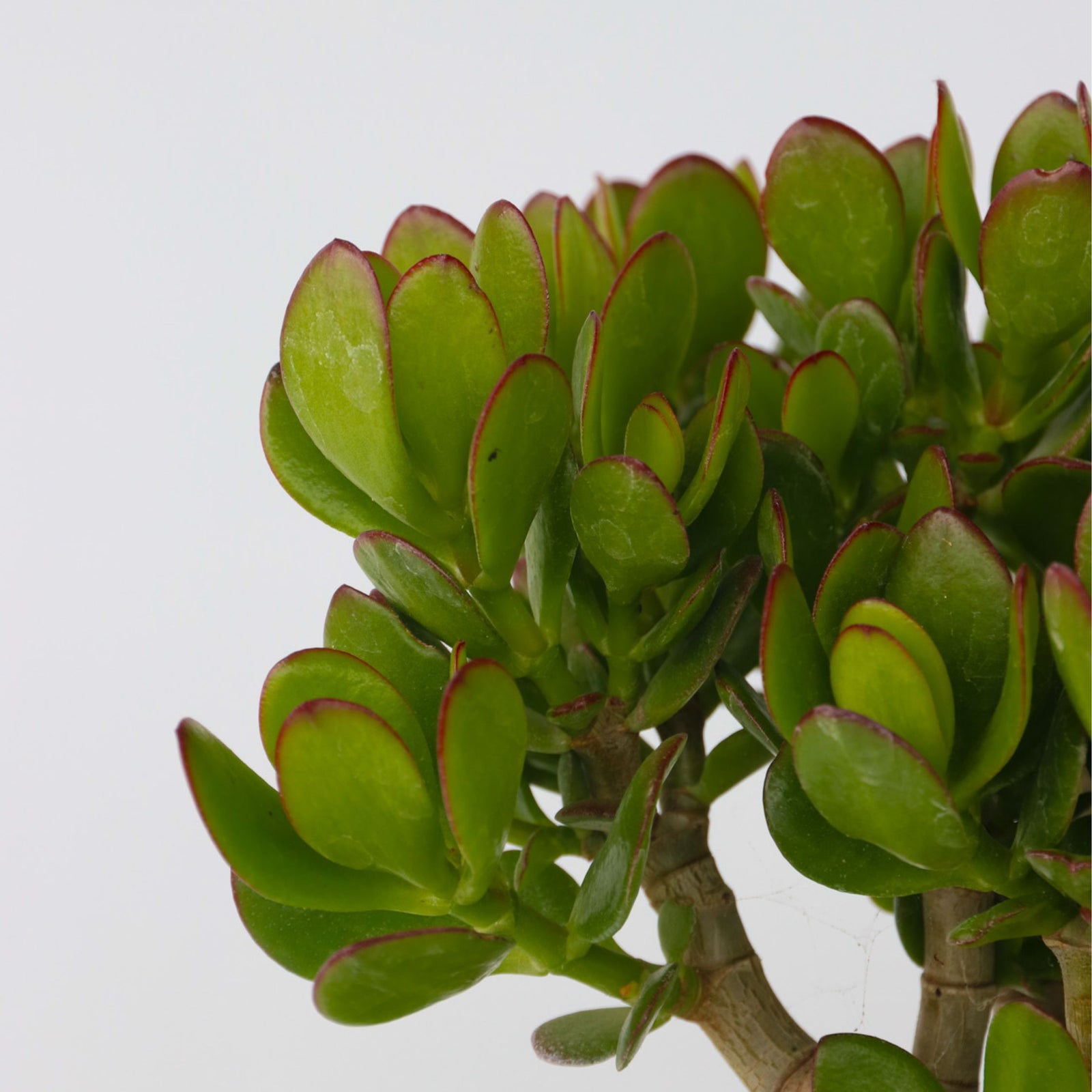 Jade Plant - Crassula Ovata 'minor' - Height 45-50cm - ⌀23cm | Set of 1 | Green