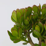 Jade Plant - Crassula Ovata 'minor' - Height 45-50cm - ⌀23cm | Set-of-1 | Green