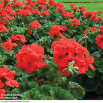 Garden Ready Summer Favourites Collection Garden Ready Plants Plants | 48 x Garden Ready Plants