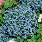 Lobelia Cambridge Blue Seeds | 1000 Seeds