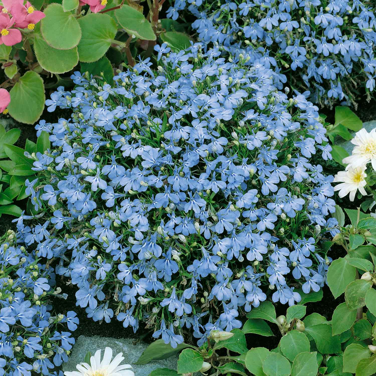 Lobelia Cambridge Blue Seeds | 1000 Seeds