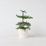 Norfolk Island Pine - Araucaria Heterophylla - Height 45-55cm - ⌀14cm | Set of 1 | Green