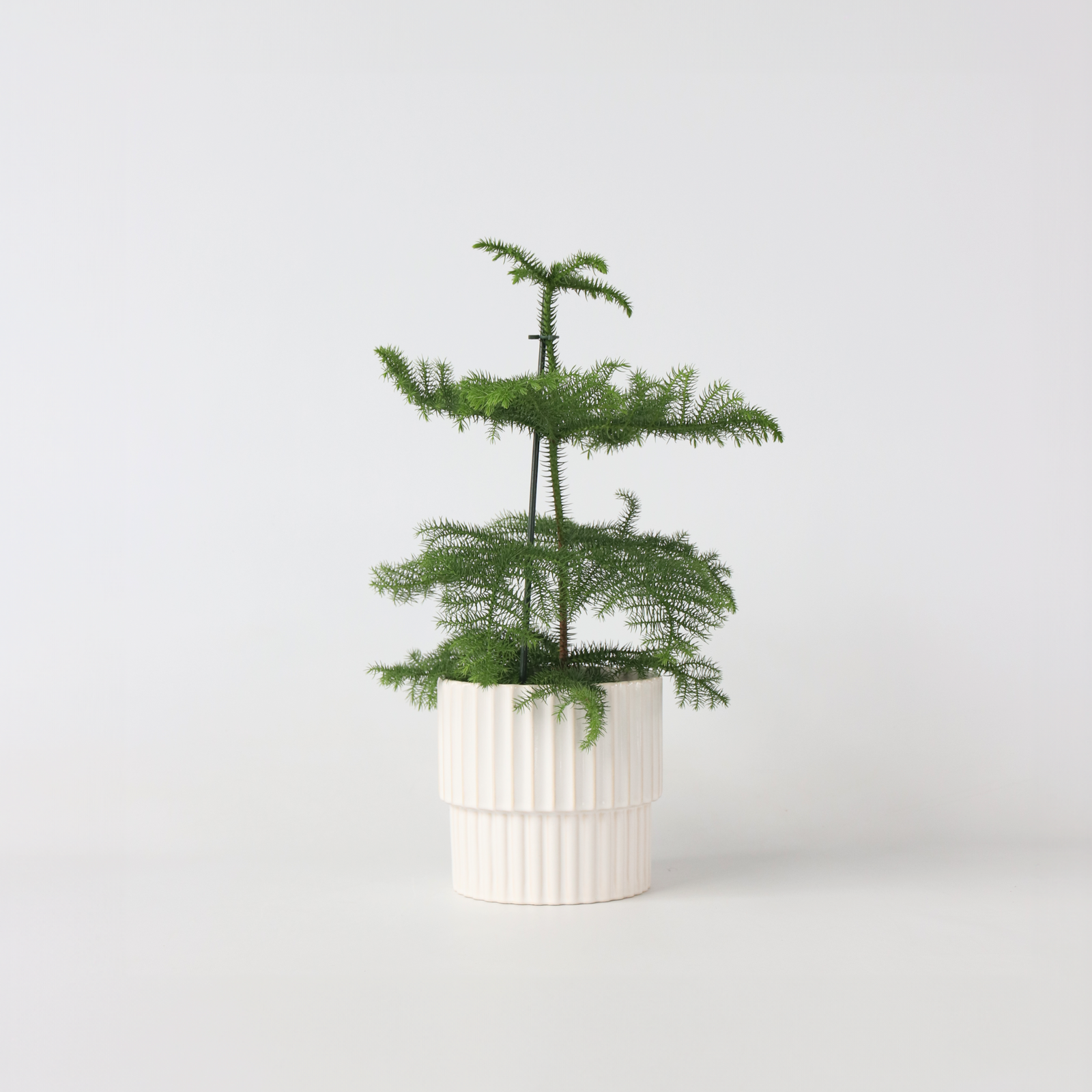 Norfolk Island Pine - Araucaria Heterophylla - Height 45-55cm - ⌀14cm | Set of 1 | Green