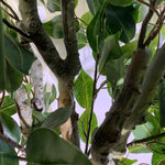 100cm  Realistic Artificial Ficus Tree / Plant Bush Ficus Silver Curve Planter