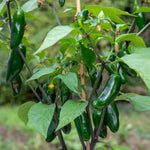 Giant Jalapeno Chilli Plant | 3 x 9cm | Green