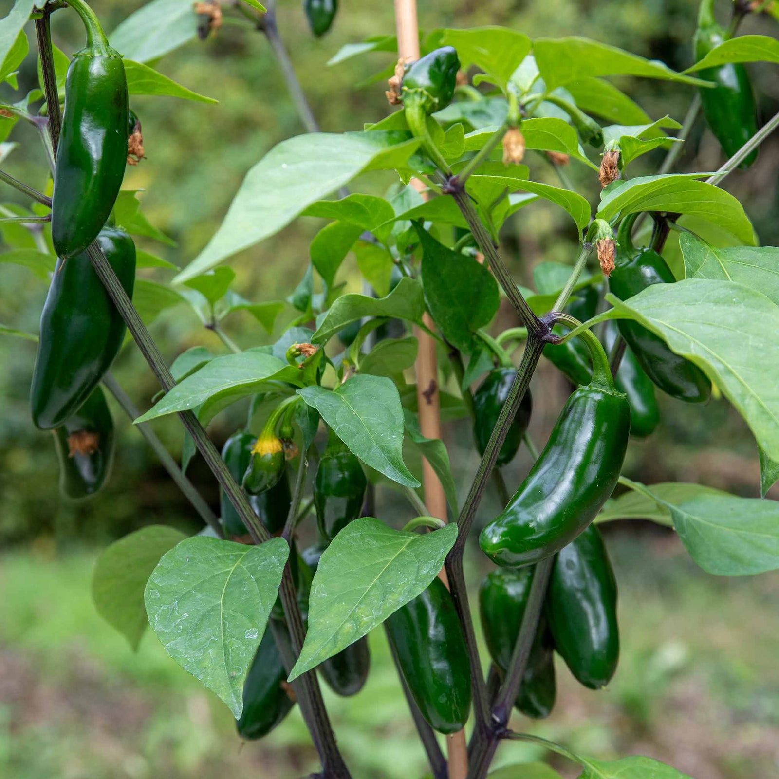Giant Jalapeno Chilli Plant | 3 x 9cm | Green