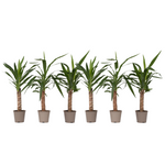 Common Yucca - 6 Pcs. - Yucca Elephantipes - Height 50-60cm - ⌀14cm | Set of 6 | Green